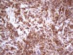 GEMIN8 Antibody in Immunohistochemistry (Paraffin) (IHC (P))