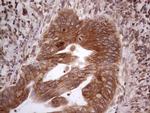 GEMIN8 Antibody in Immunohistochemistry (Paraffin) (IHC (P))
