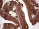 GEMIN8 Antibody in Immunohistochemistry (Paraffin) (IHC (P))