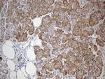 GEMIN8 Antibody in Immunohistochemistry (Paraffin) (IHC (P))