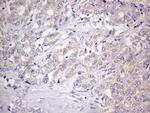 GEMIN8 Antibody in Immunohistochemistry (Paraffin) (IHC (P))