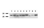 GEMIN8 Antibody in Western Blot (WB)