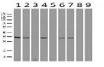 GEMIN8 Antibody in Western Blot (WB)
