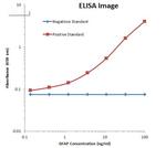 GFAP Antibody in ELISA (ELISA)