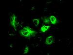 GFAP Antibody in Immunocytochemistry (ICC/IF)