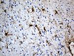 GFAP Antibody in Immunohistochemistry (Paraffin) (IHC (P))