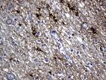 GFAP Antibody in Immunohistochemistry (Paraffin) (IHC (P))