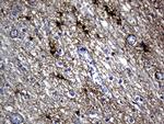 GFAP Antibody in Immunohistochemistry (Paraffin) (IHC (P))