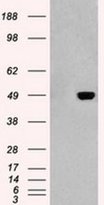 GFAP Antibody in Western Blot (WB)