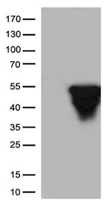 GFAP Antibody in Western Blot (WB)