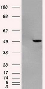 GFAP Antibody in Western Blot (WB)