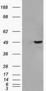 GFAP Antibody in Western Blot (WB)