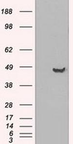 GFAP Antibody in Western Blot (WB)