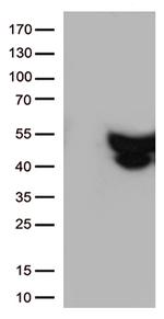 GFAP Antibody in Western Blot (WB)