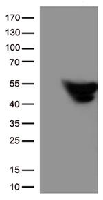GFAP Antibody in Western Blot (WB)