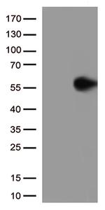 GFAP Antibody in Western Blot (WB)