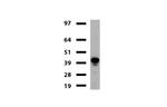 GFAP Antibody in Western Blot (WB)