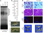 GFAP Antibody in Immunohistochemistry (IHC)