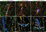 GFAP Antibody in Immunohistochemistry (IHC)