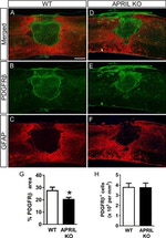 GFAP Antibody in Immunohistochemistry (Frozen) (IHC (F))