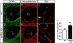 GFAP Antibody in Immunohistochemistry (Frozen) (IHC (F))