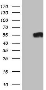 GFI1 Antibody in Western Blot (WB)