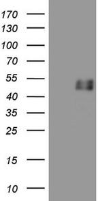 GFI1 Antibody in Western Blot (WB)