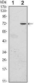 GFI1 Monoclonal Antibody (5D7)