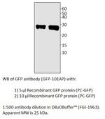 GFP Antibody in Western Blot (WB)