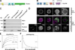 GFP Antibody in Immunocytochemistry (ICC/IF)