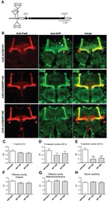 GFP Antibody in Immunohistochemistry (IHC)