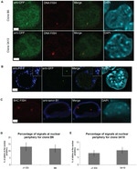 GFP Antibody in Immunocytochemistry (ICC/IF)