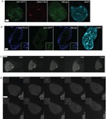 GFP Antibody in Immunocytochemistry (ICC/IF)
