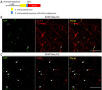 GFP Antibody in Immunocytochemistry (ICC/IF)
