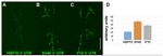 GFP Antibody in Immunohistochemistry (IHC)