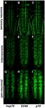 GFP Antibody in Immunohistochemistry (IHC)