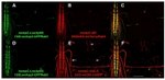 GFP Antibody in Immunohistochemistry (IHC)