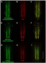 GFP Antibody in Immunohistochemistry (IHC)