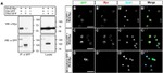 GFP Antibody in Western Blot, Immunoprecipitation (WB, IP)