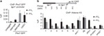 GFP Antibody in ChIP Assay (ChIP)
