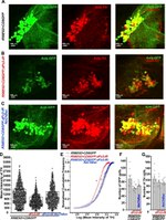 GFP Antibody in Immunocytochemistry (ICC/IF)