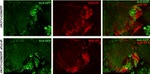 GFP Antibody in Immunocytochemistry (ICC/IF)