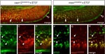 GFP Antibody in Immunohistochemistry (Frozen) (IHC (F))