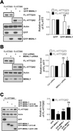 GFP Antibody in Western Blot (WB)