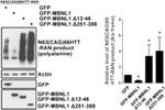 GFP Antibody in Western Blot (WB)