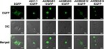 GFP Antibody in Immunocytochemistry (ICC/IF)