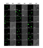 GFP Antibody in Immunocytochemistry (ICC/IF)