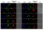 GFP Antibody in Immunocytochemistry (ICC/IF)