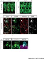 GFP Antibody in Immunocytochemistry (ICC/IF)