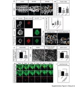 GFP Antibody in Immunocytochemistry (ICC/IF)